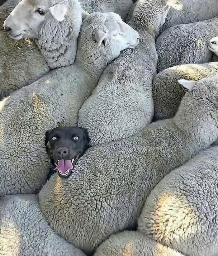 Black dog blending perfectly among fluffy sheep in a random animal sighting captured on the street.
