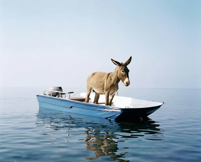 Donkey standing on a small blue boat floating on calm water, an unusual and random animal sighting captured outdoors.