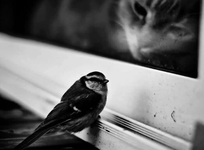 Black and white image of a random animal sighting with a small bird and a cat face reflected in a window on the street.