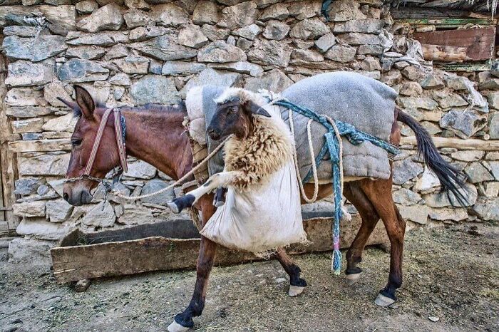 A random animal sighting of a sheep balanced in a bag on the side of a donkey walking along a stone wall.