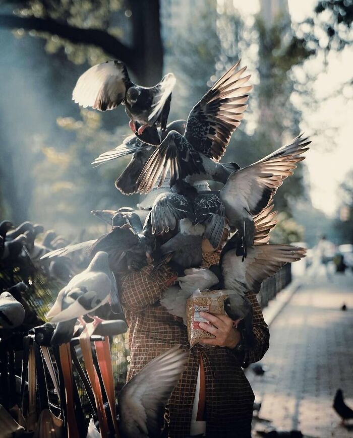 Multiple pigeons flying and landing on a person feeding them on the street in a perfect random animal sighting moment.
