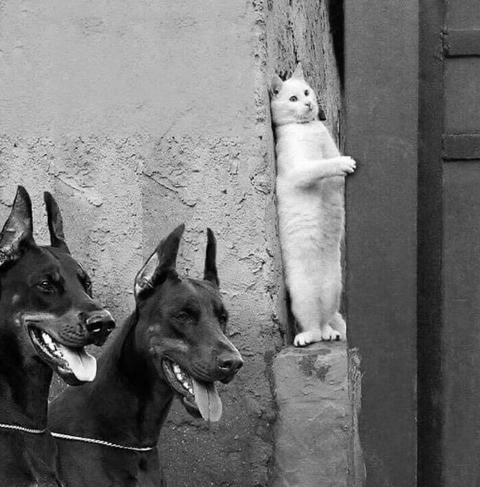 Cat standing upright beside a wall with two alert Doberman dogs nearby in a random animal street sighting.