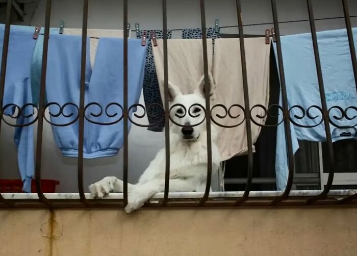 White dog behind iron railing on the street with hanging laundry, a perfect random animal sighting that looks staged