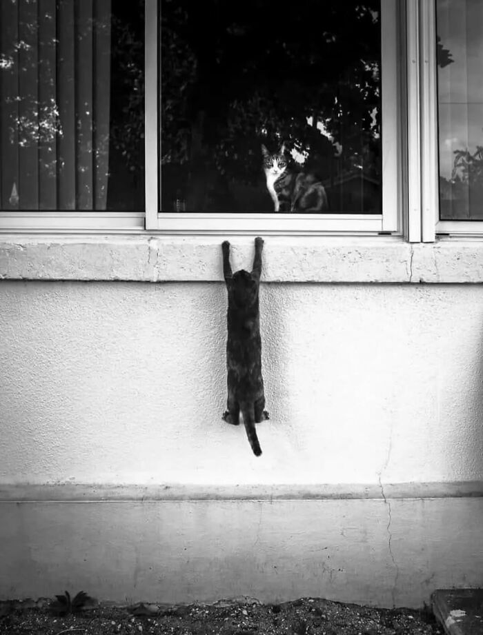 Black cat hanging on a wall reaching a window while another cat looks on, a random animal sighting captured on the street.