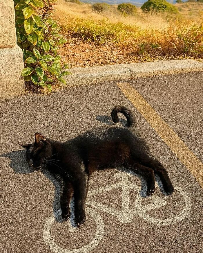 Black cat lying on bike lane symbol, one of the breathtaking animal photos from a popular Instagram page.