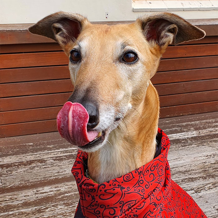 Close-up of a dog wearing a red patterned bandana, licking its nose, perfect for easiest world records to break topic.