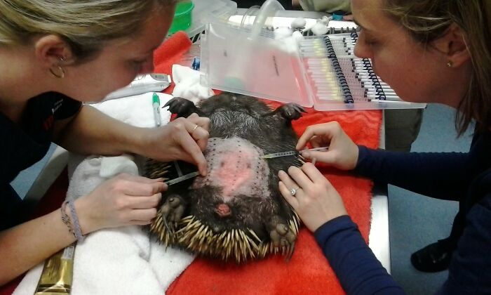 Wildlife vet examining and measuring a sedated porcupine's injury during a daily wildlife veterinary procedure.
