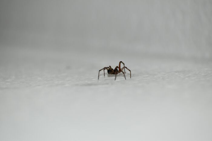 Small spider on a plain surface illustrating common debunked lies people believe about spiders and fears.