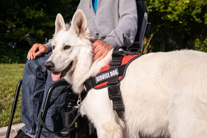 White service dog wearing red harness sits next to person in wheelchair, highlighting a late brother&rsquo;s 6-year-old service dog.