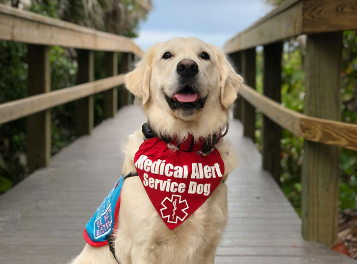 Golden retriever service dog wearing medical alert vest sitting on boardwalk, representing late brother's 6-year-old service dog.