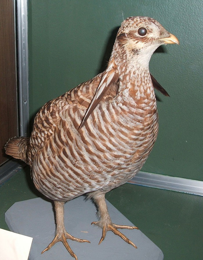 Extinct bird Heath Hen specimen displayed in a glass case, highlighting the efforts of scientists to bring extinct animals back.