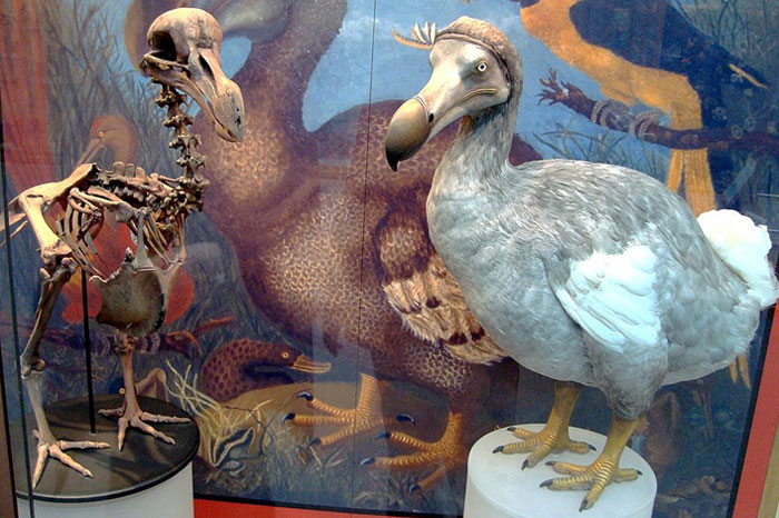Model and skeleton of an extinct dodo bird displayed in a museum highlighting extinct animals scientists aim to bring back.