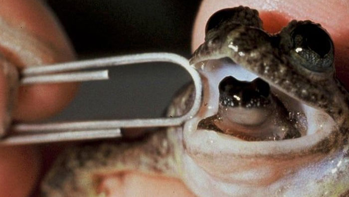 Close-up of scientists using tweezers on an extinct animal embryo, highlighting advances in bringing extinct animals back.