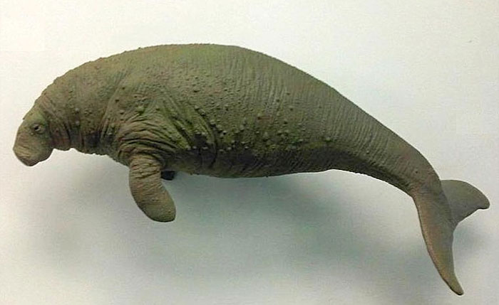 Model of an extinct marine animal Steller&rsquo;s Sea Cow that scientists are working to bring back through advanced research.