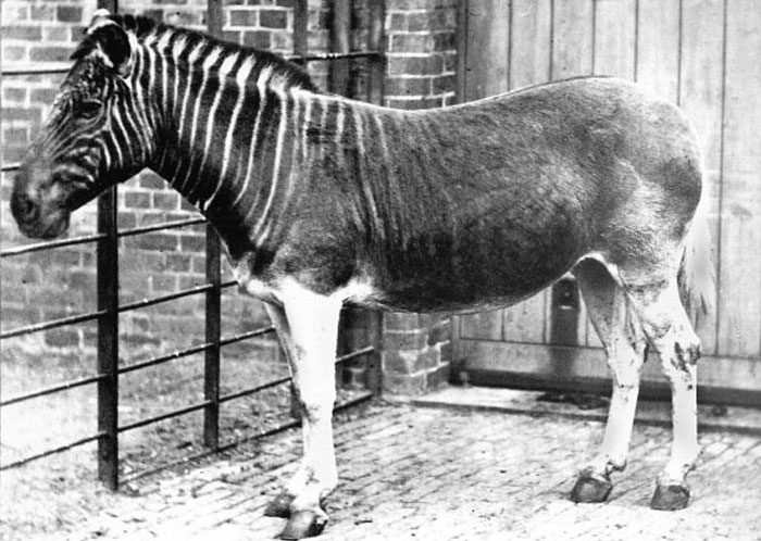 Quagga standing in an enclosure, highlighting extinct animals scientists are close to bringing back.