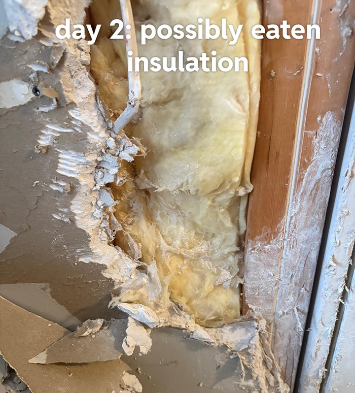 Close-up of damaged insulation possibly chewed by dog, showing torn drywall and exposed wooden beam inside wall cavity.