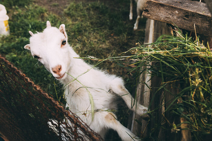 Goat eating grass near a wooden fence, representing harmless lies parents told that left some children low key traumatized. - 31