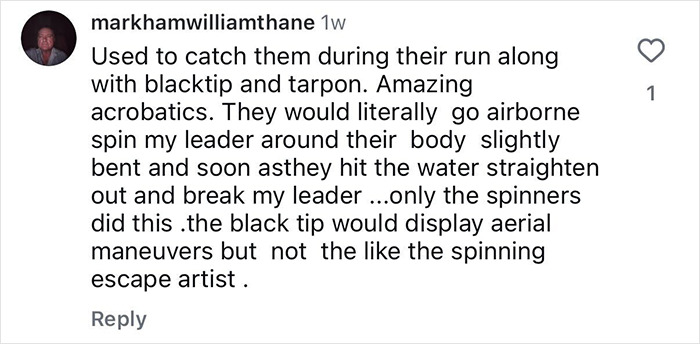 Comment detailing experiences catching blacktip and tarpon fish with aerial maneuvers described by a Florida surfer.