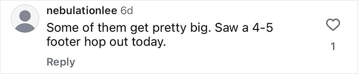 Comment about large sharks seen by a Florida surfer, related to a viral video of a surfer headbutted by a flying shark.