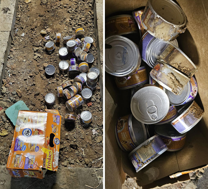 Spilled cans of cat food on the ground and damaged cans inside a torn box, depicting a funny unfortunate situation.