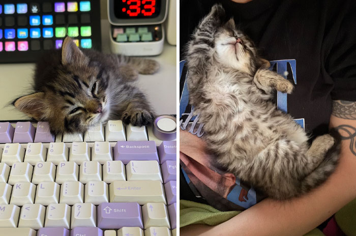 Two adorable kittens showing unbelievable luck, one sleeping on a colorful keyboard and the other resting in a person's arms.