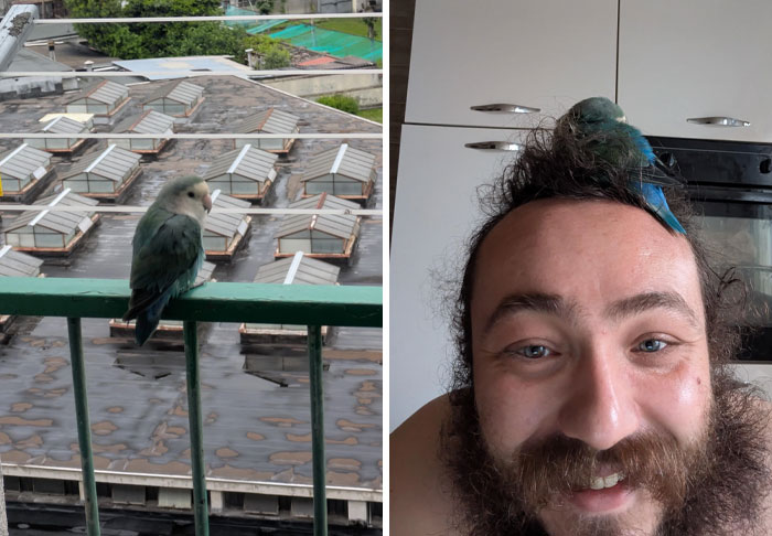 Person experiencing unbelievable luck with a small bird perched on head, next to an image of the same bird on a railing outdoors.
