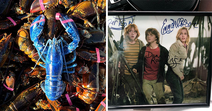 50 Incredible Photos That Capture The Exact Moment Luck Was On These People’s Side (New Pics)