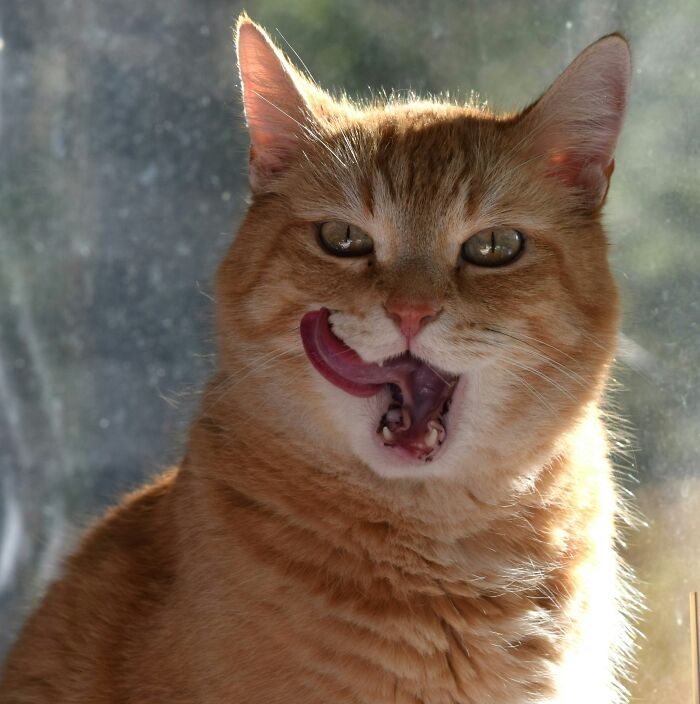 These 40 Sneaky Pets Knew Exactly What They Were Doing, And It’s Equal Parts Genius And Evil