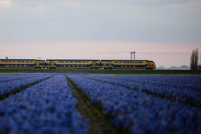 Train passing behind a vast purple flower field under a cloudy sky, related to people who deal with dead bodies.
