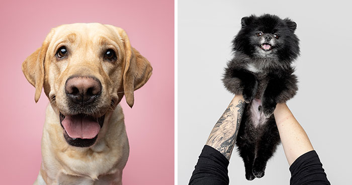 50 Funny And Sweet Dog Photos That Show Why Greg Murray Is The King Of Pet Portraits