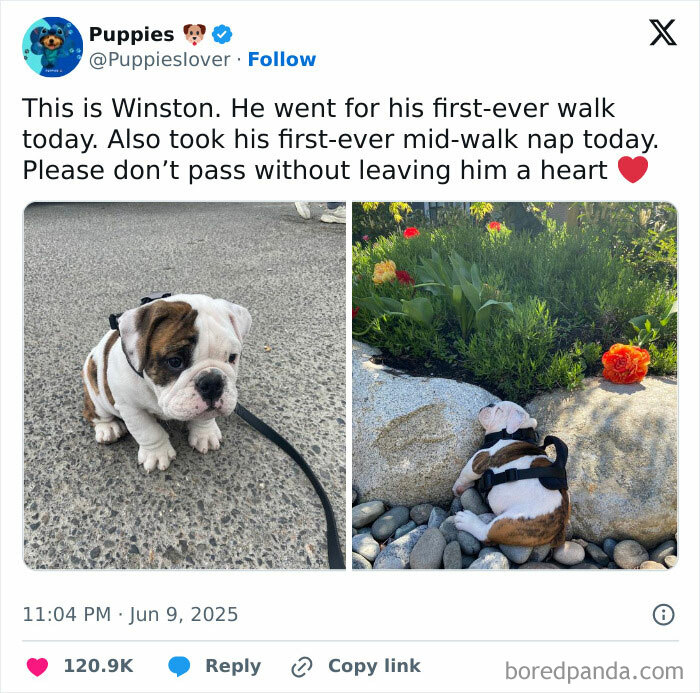 Cute bulldog puppy on his first walk and taking a funny mid-walk nap, one of the funniest memes to brighten your day.