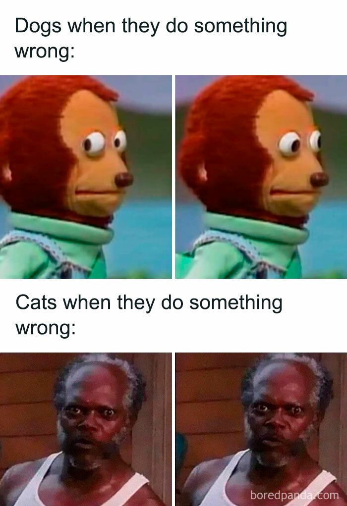 Meme showing dogs looking guilty and cats looking unfazed when they do something wrong, funny funniest memes.