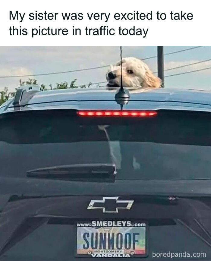 Dog sticking head out of a car sunroof in traffic, a funny moment captured for funniest memes to brighten your day.
