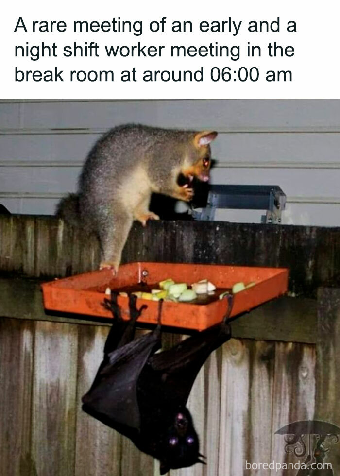 A possum and a bat meet at a food tray on a fence, humorously illustrating early and night shift workers meeting.
