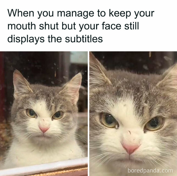 Cat with a serious face illustrating a funny moment, perfect for funniest memes to make your day better.