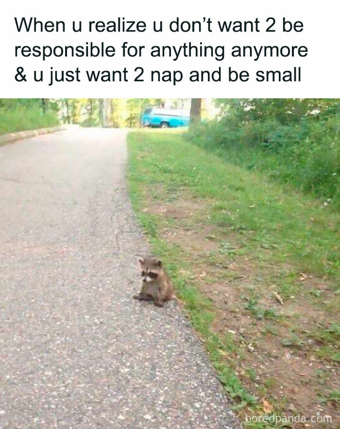 Small raccoon sitting on a path next to grass, expressing the feeling of wanting to nap and avoid responsibility in funny memes.