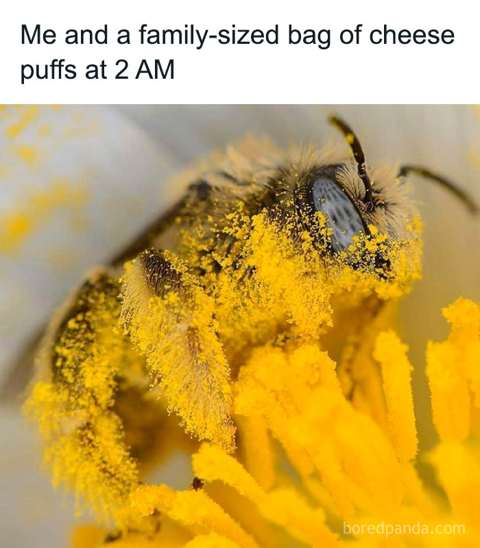 Close-up of a bee covered in bright yellow pollen, part of funny animal memes showing pure, natural moments.