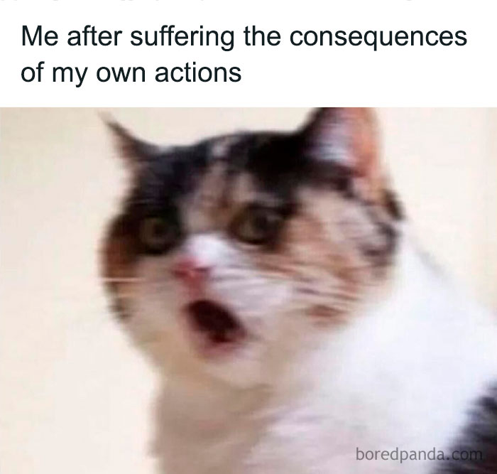 Surprised cat meme illustrating funny animal memes that capture pure and relatable moments.