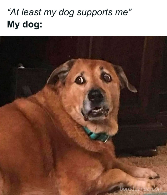 Brown dog making a funny face meme representing funny animal memes and pure animal humor content.