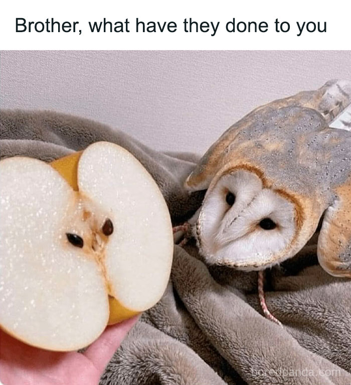Owl looking curiously at a sliced apple with seeds resembling eyes, creating a funny animal meme moment.