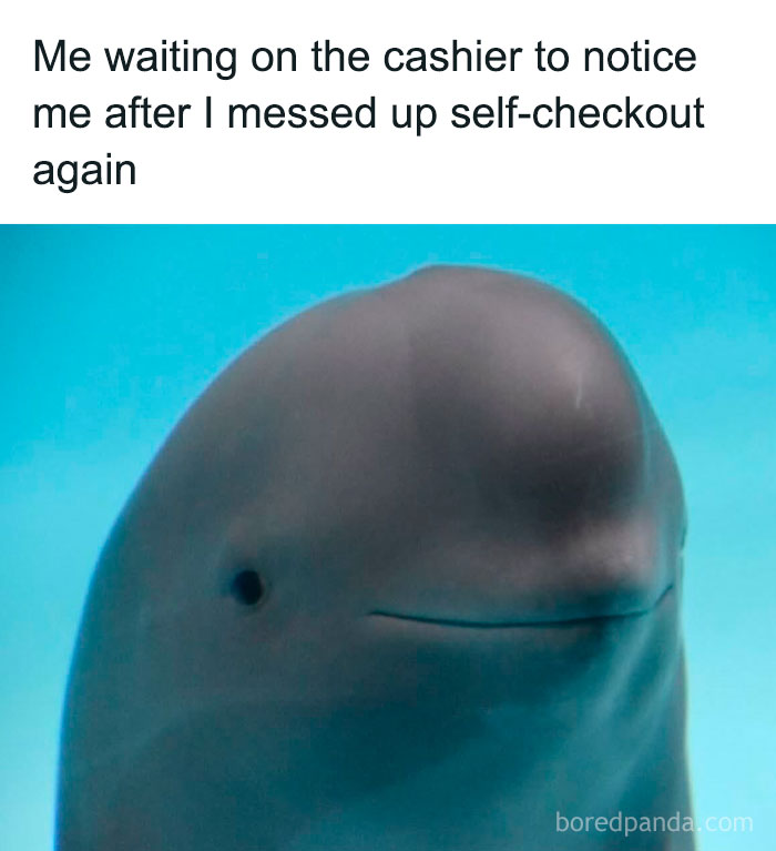 Smiling dolphin with text about messing up self-checkout, a funny animal meme capturing pure humor and relatable moments.