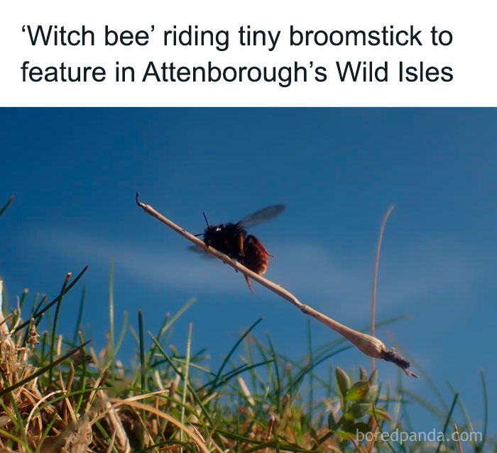 Witch bee perched on a tiny broomstick above grass, captured in a funny animal memes style moment.