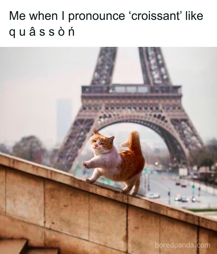 Funny animal meme of a cat balancing on a ledge with the Eiffel Tower in the background, highlighting pure humor.