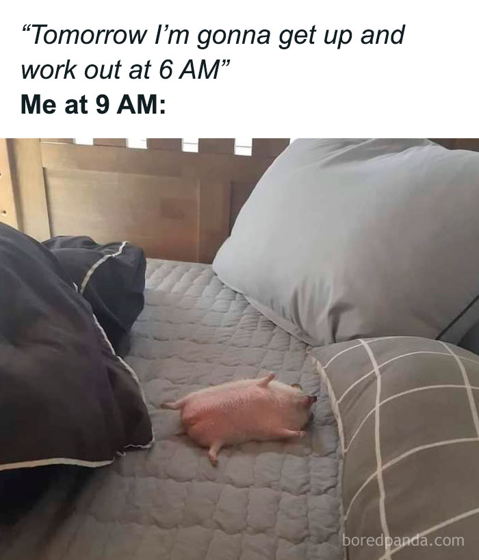Funny animal meme showing a small pig lying on a bed, humorously illustrating missed workout plans.