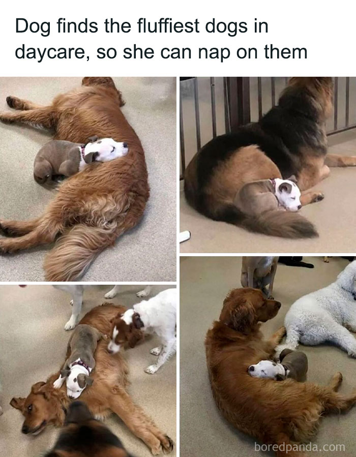 Puppy napping on fluffy dogs at daycare, showcasing pure funny animal memes with heartwarming moments.