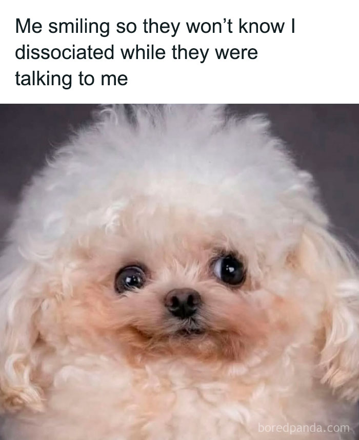 Fluffy small dog with big eyes in a funny animal meme expressing a smiling face to hide feelings.