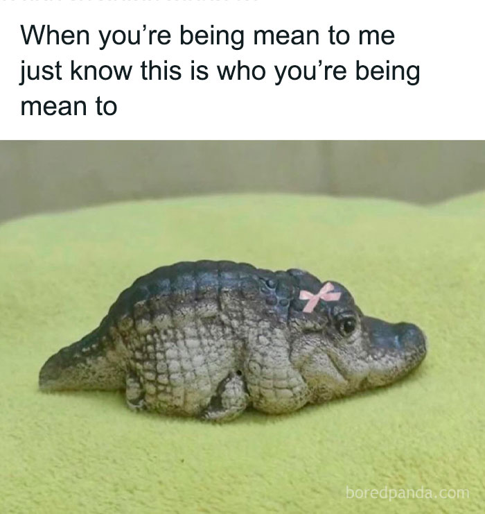Cute baby alligator with a pink bow lying on a green blanket inspired by funny animal memes.