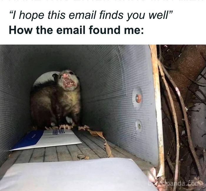 Possum inside a mailbox snarling at mail, a funny animal meme showing unexpected mailbox visitor reaction.