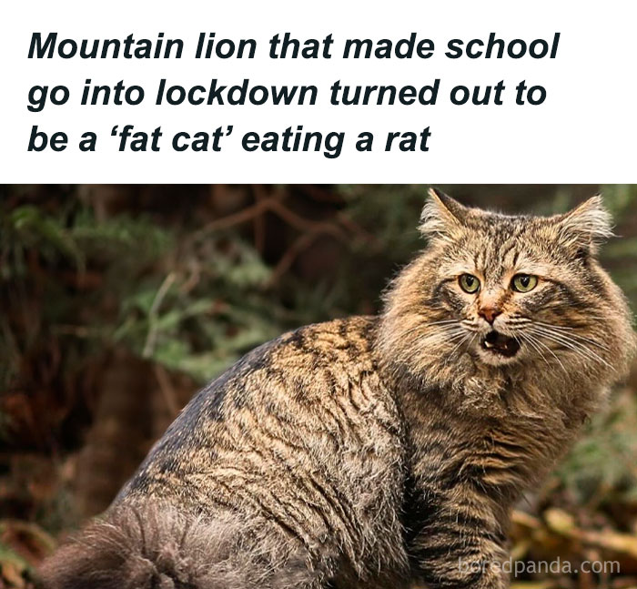 Wild cat mistaken for mountain lion eating a rat, a funny animal meme capturing pure and unexpected wildlife moments.