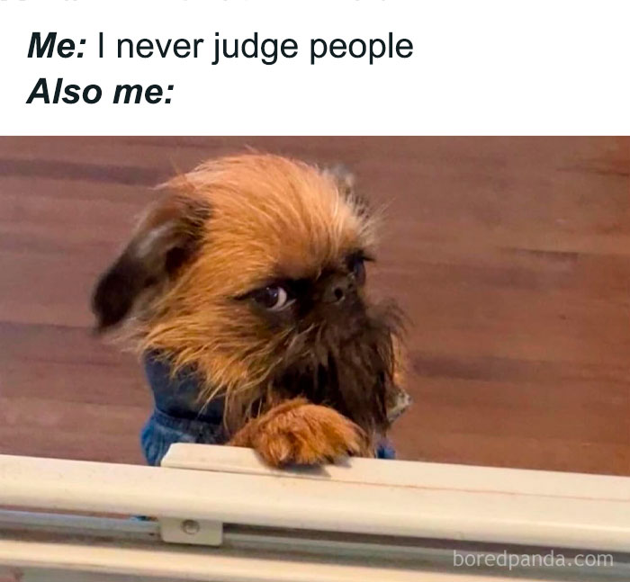 Funny animal meme featuring a small dog with a skeptical expression wearing a blue outfit, showcasing pure humor.